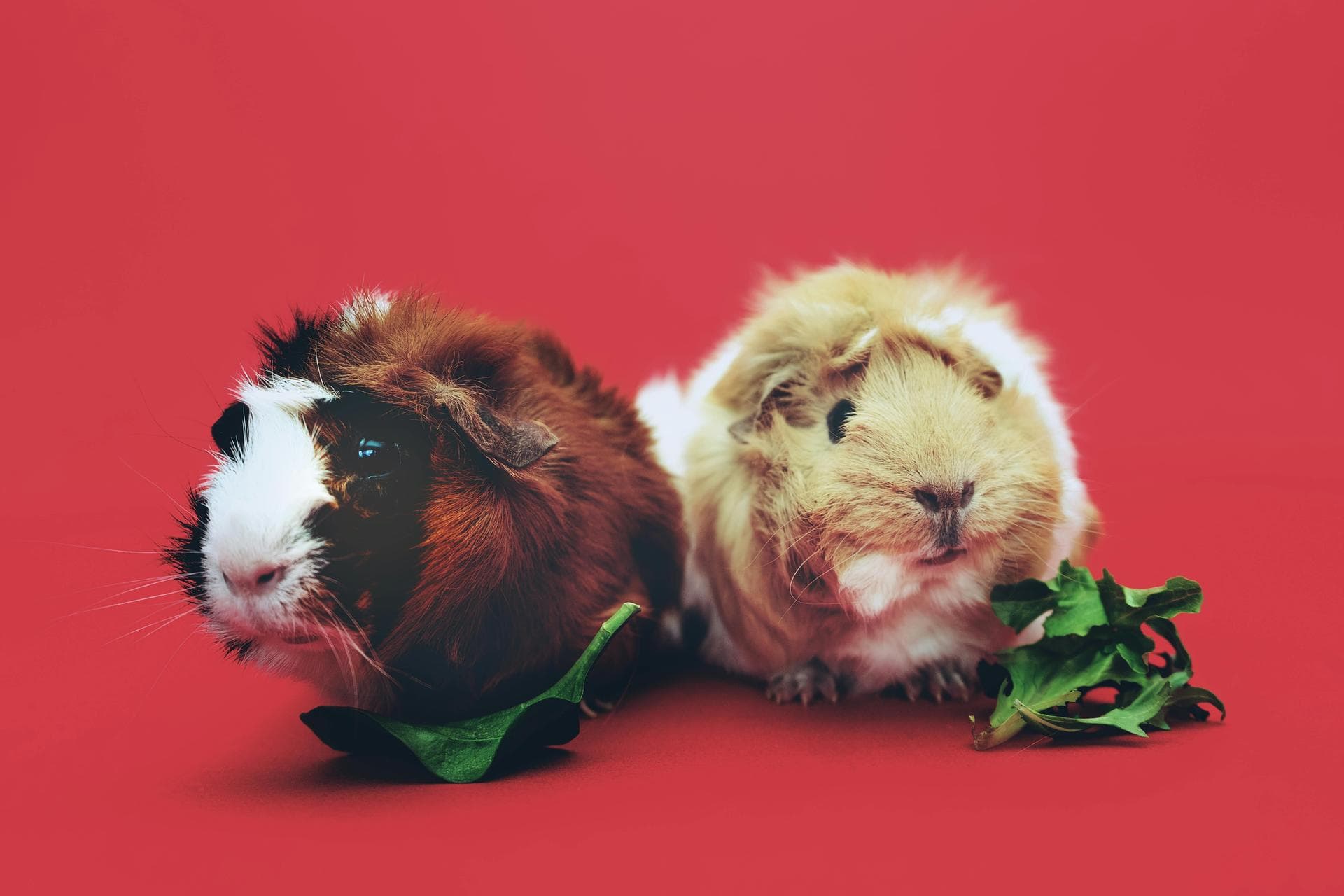 Dog & Cat Vets in Everett
